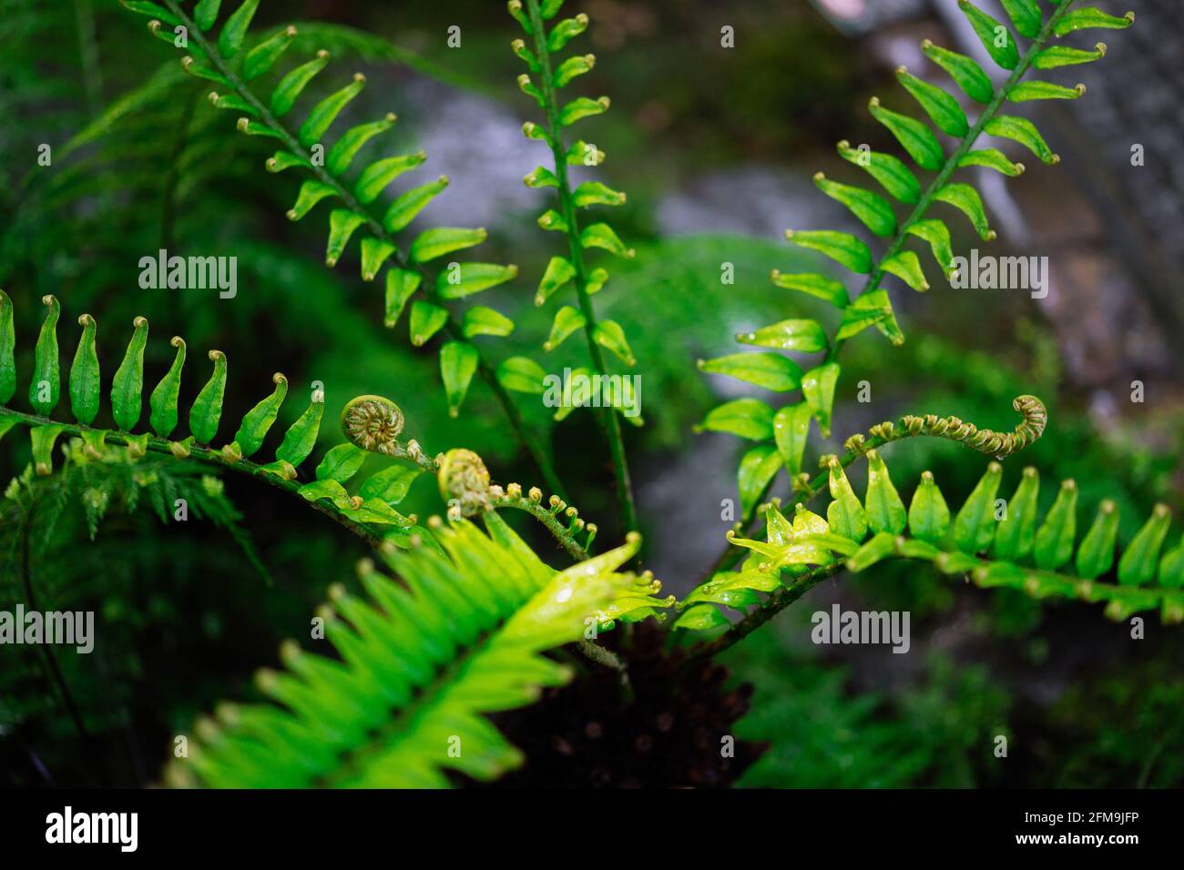 Fern fiddlehead unfurling with selective focus in new leaf. Stock Photo