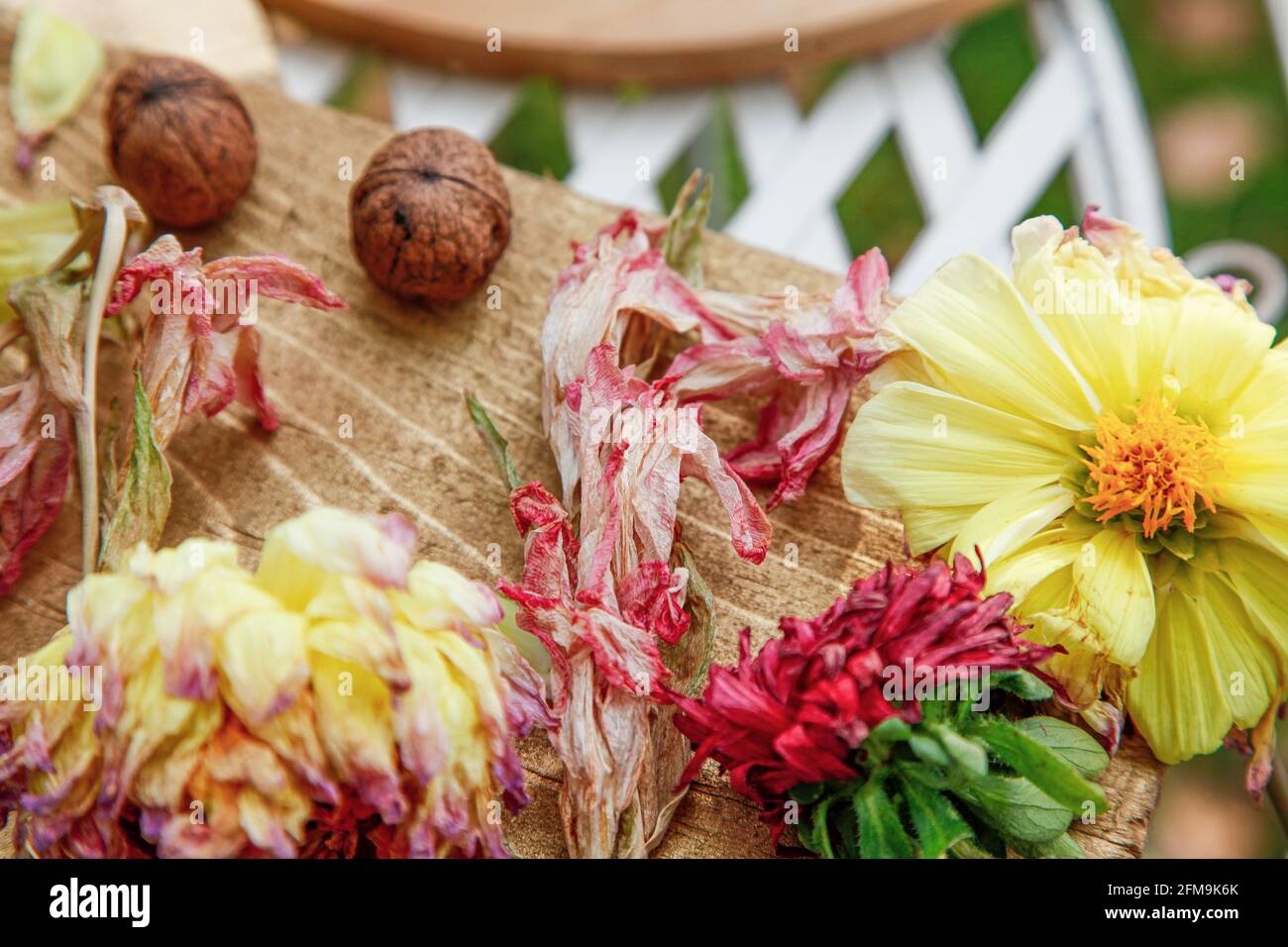 Autumn, October, garden, walnuts, blossoms Stock Photo