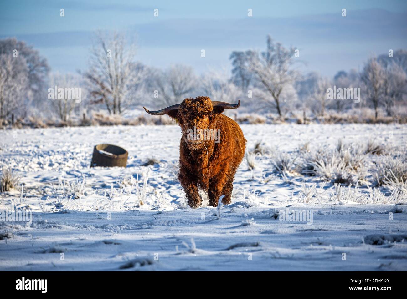 Highland cattle on a snow covered meadow in Eastfrisa Stock Photo