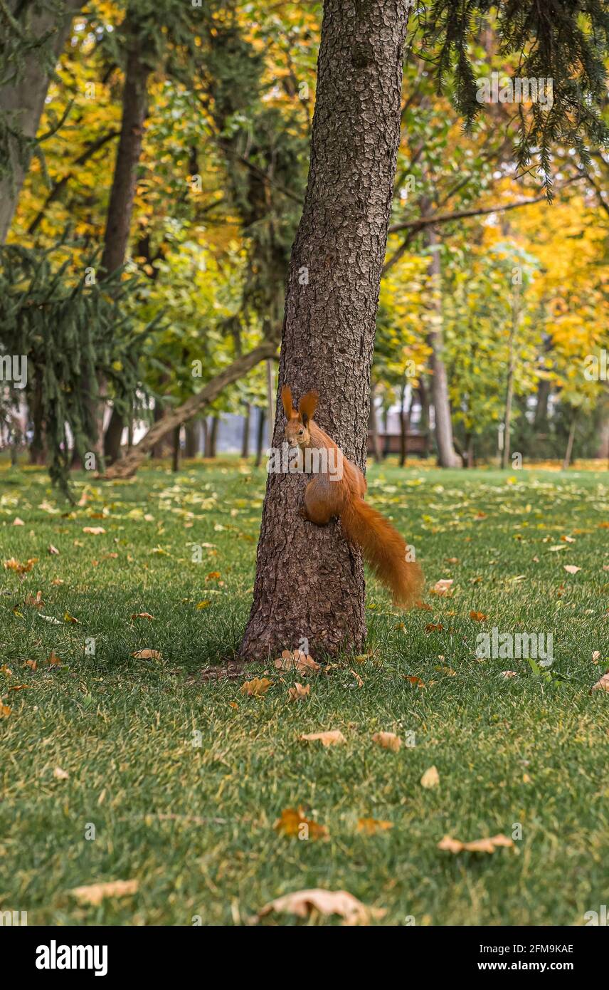 Cute curious red tree squirrel climbing on old fir tree trunk. Wild rodent in city park. Autumn season. Park and green lawn at background. Selective f Stock Photo
