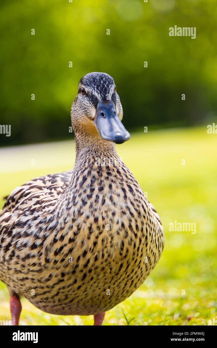 Female hen Mallard duck, anas platyrhynchos, low level looking at camera. Stock Photo