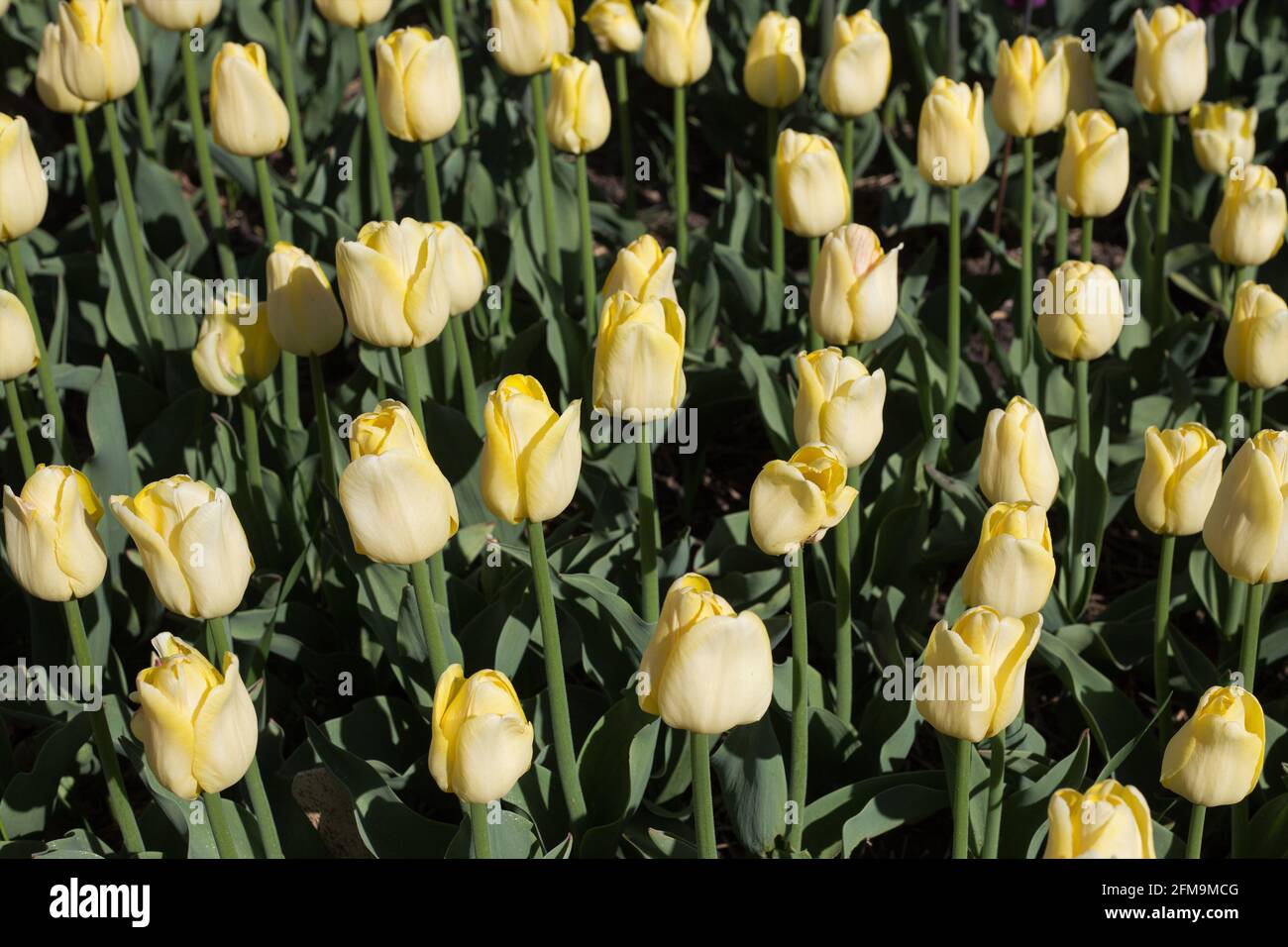 Tulipa 'Yellow Present' triumph tulip. Stock Photo