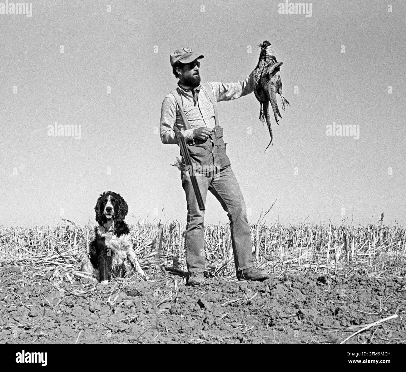 A hunter holding ringneck pheasants he has shot, in a corn field in eastern New Mexico. The dog is his Springer Spaniel. Stock Photo