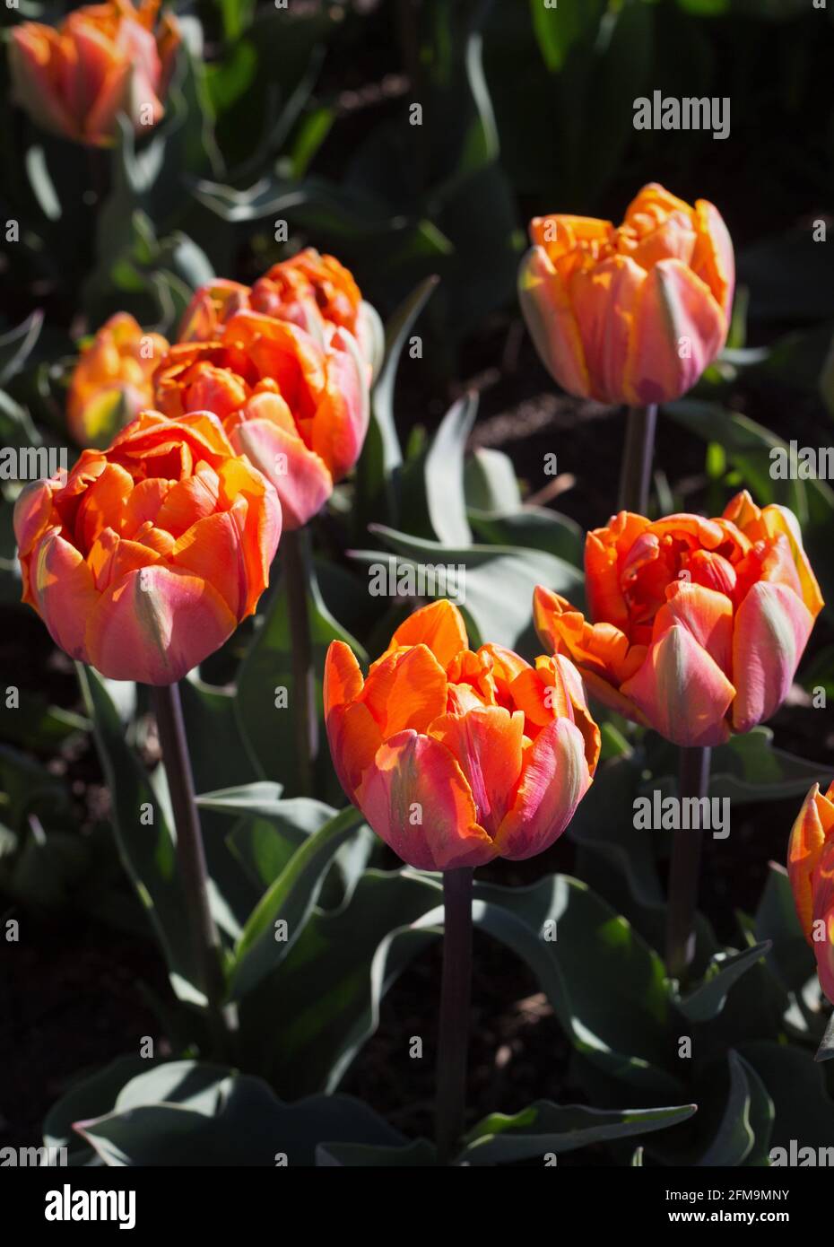 Tulipa 'Orange Princess' double late tulip. Stock Photo
