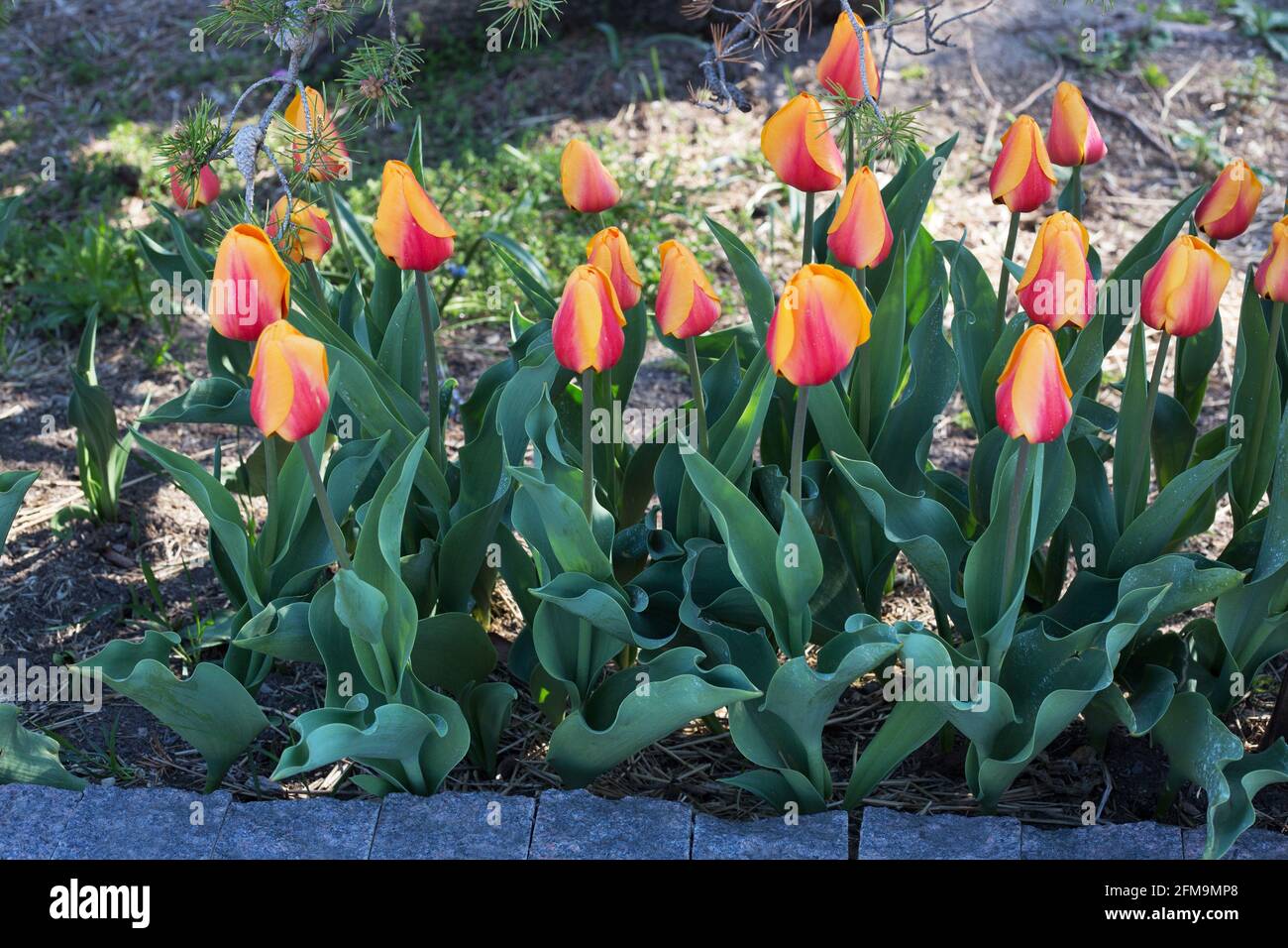 Tulipa 'Cash' Darwin hybrid tulip. Stock Photo