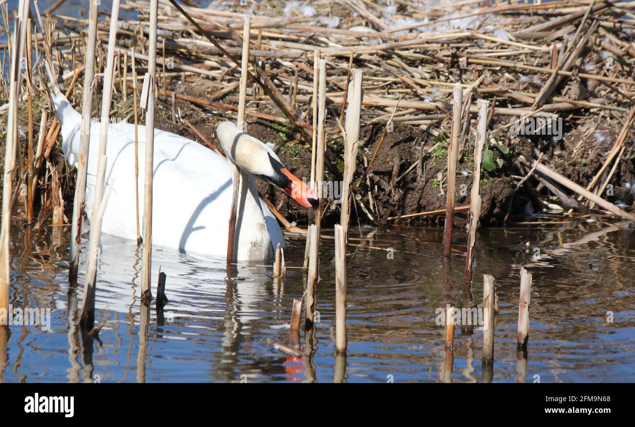 Mute swan and nest building behaviour. Urban wildlife UK, Swans in Scotland using lake reeds to build their nests. Stock Photo