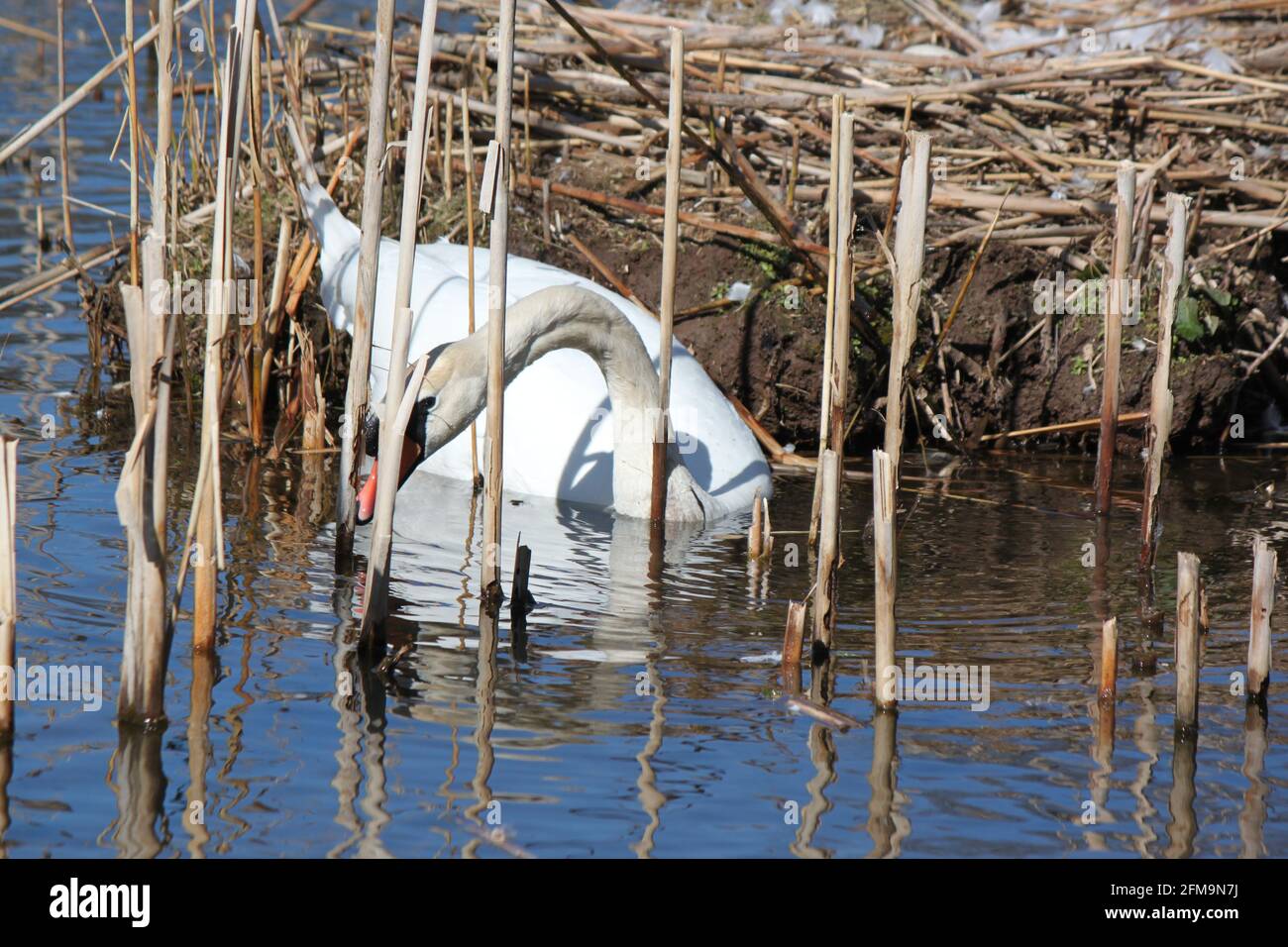 Solitary swan using lake reeds to build nest. Swans and their habitat in urban Scotland. Urban wildlife in UK and majestic wild water birds. Stock Photo