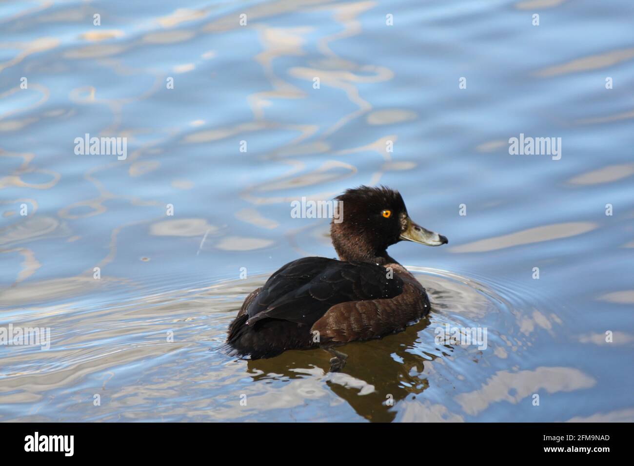 Side portrait of tufted duck swimming in a lake. Spring watch, water birds in their natural habitat. Wildfowl photography springtime. Stock Photo