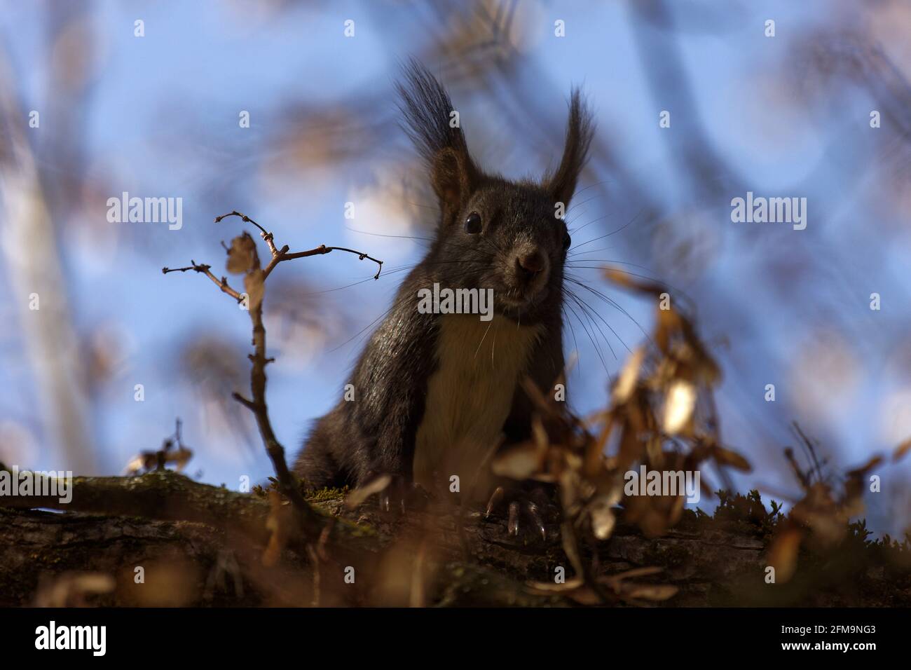 Squirrel in tree, Munich, Bavaria, Germany Stock Photo