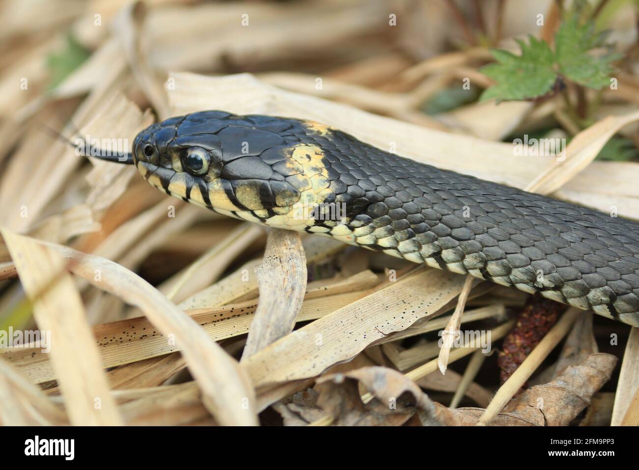 Natrix natrix or grass snake.  Close-up of a snake with its tongue hanging out in dry grass outdoors in spring. Stock Photo