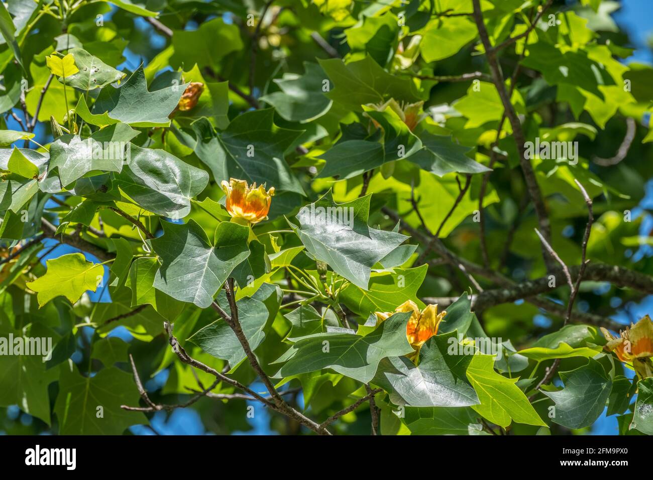 Looking high up at a tulip tree or poplar with fully opened yellow and orange flowers with tulip shape leaves on the branches on a sunny day in spring Stock Photo