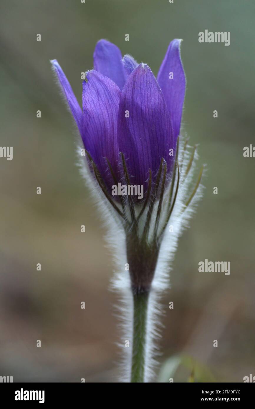 Pulsatilla patens, eastern pasqueflower, spreading anemone. Fluffy purple snowdrop in a sunny forest in springtime. Close-up. Vertical. Stock Photo