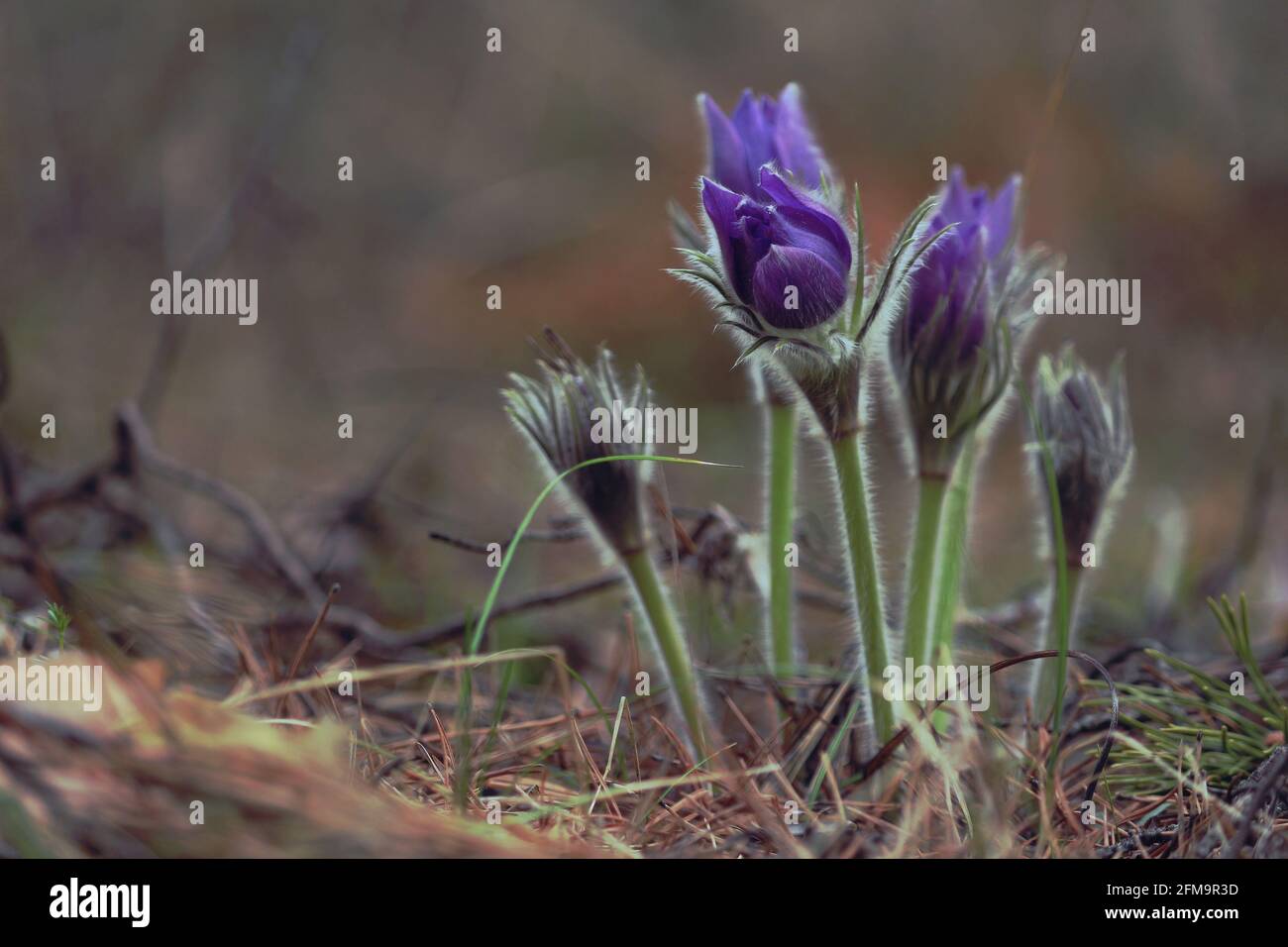 A group of purple pasqueflowers with unopened fluffy buds in the forest in springtime. Pulsatilla patens or eastern pasqueflower or spreading anemone. Stock Photo