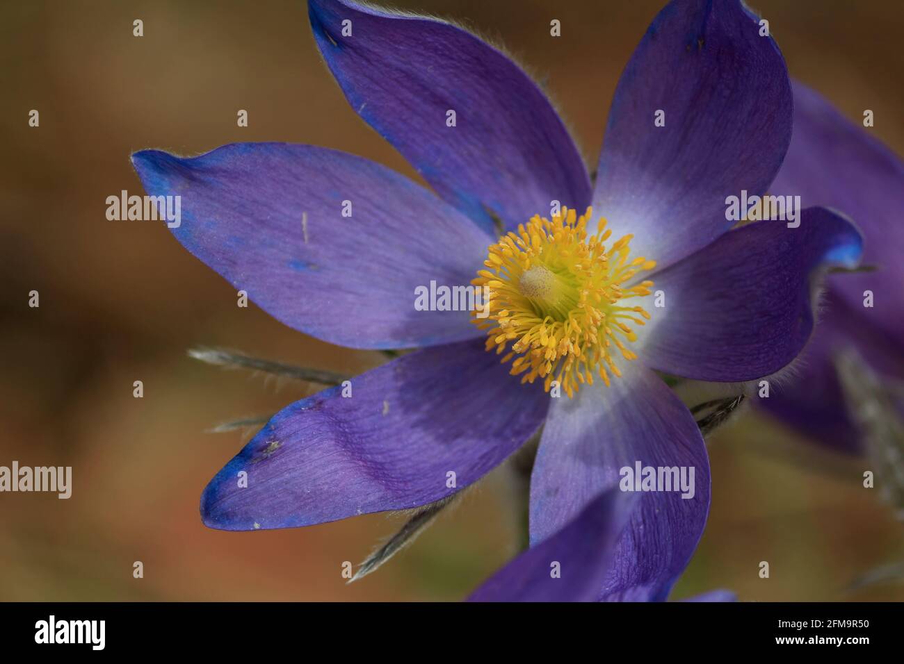 Pulsatilla patens, eastern pasqueflower, spreading anemone. Purple pasqueflower head with yellow stamen close-up in sunlight outdoors in springtime. Stock Photo