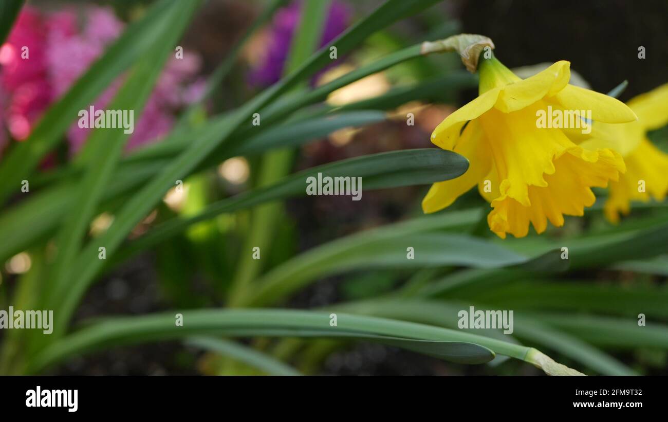 Daffodils & Narcissus – Floret Library