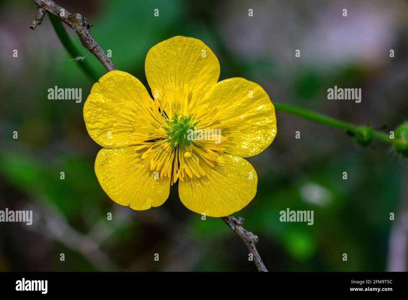 Yellow flower of Creeping buttercup, Ranunculus repens, in the botanical garden of Sorgenti del Cavuto. Abruzzo, Italy, Europe Stock Photo