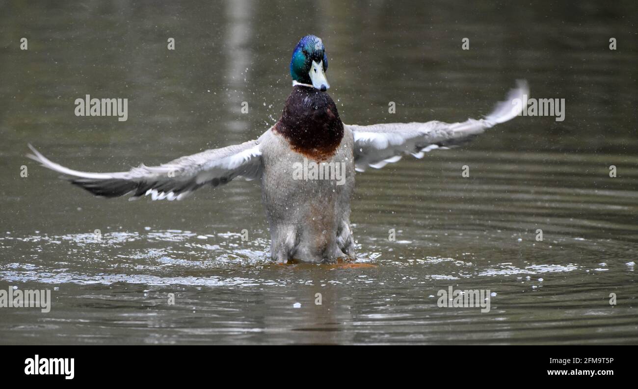 Male Mallard duck splashing and washing in the water showing water