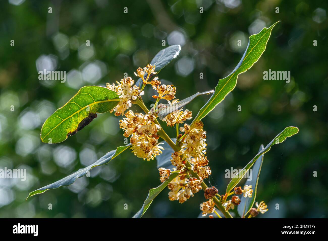 Flowering Laurel, Laurus nobilis L., is an aromatic and officinal plant belonging to the Lauraceae family. Abruzzo, Italy, Europe Stock Photo