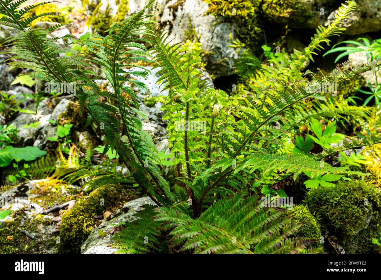 Male fern, Dryopteris filix-mas, is a plant belonging to the Dryopteridaceae family. It is one of the most common ferns in shady woods. Abruzzo, Italy Stock Photo