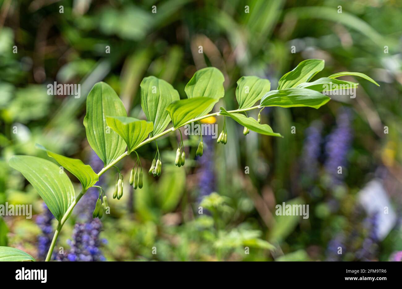 Blooming Solomon's Seal or David's harp, Polygonatum multiflorum, is a species of flowering plant in the Asparagaceae family. Abruzzo, Italy, Europe Stock Photo