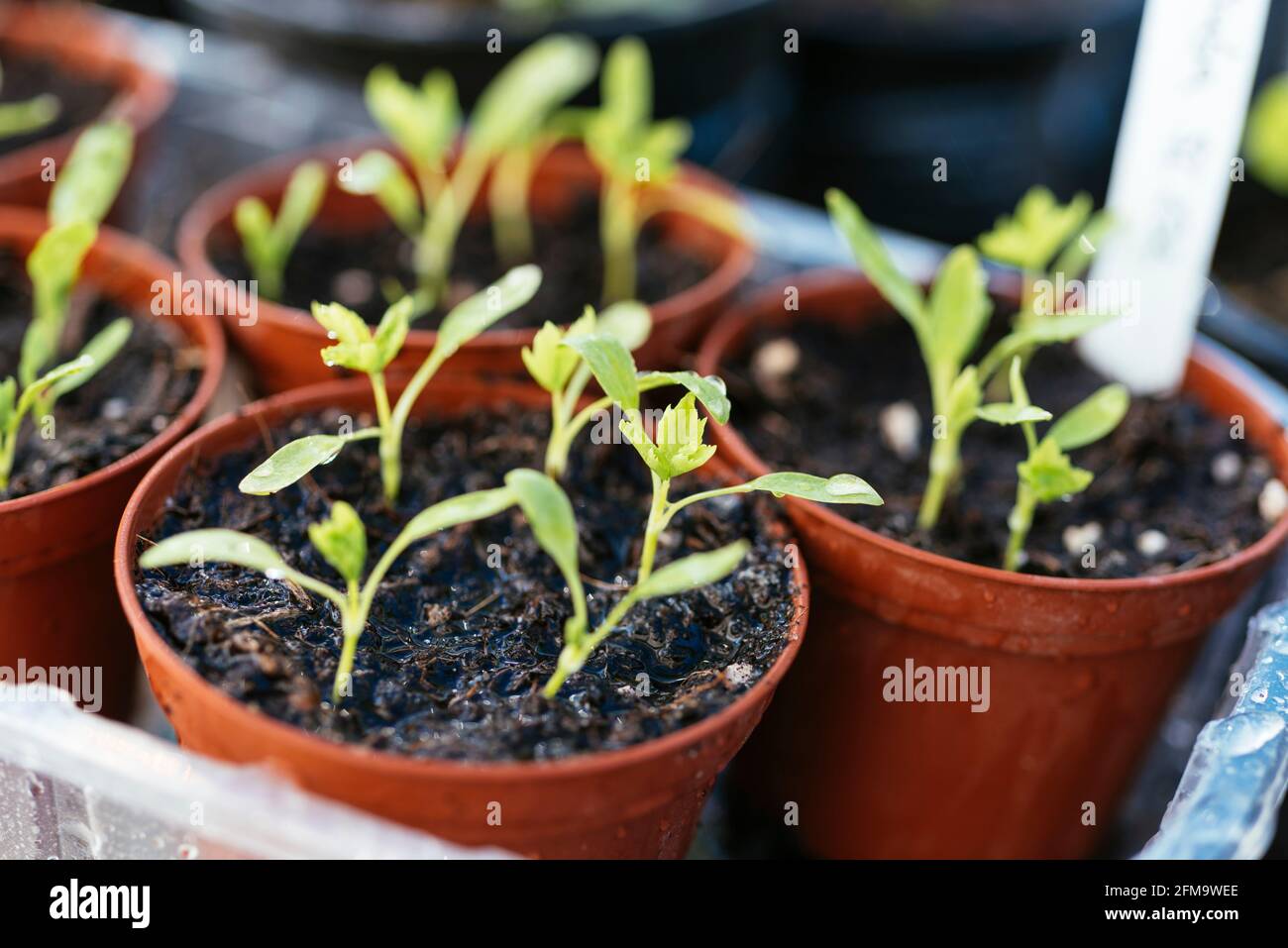Japanese Parsley Hi Res Stock Photography And Images Alamy