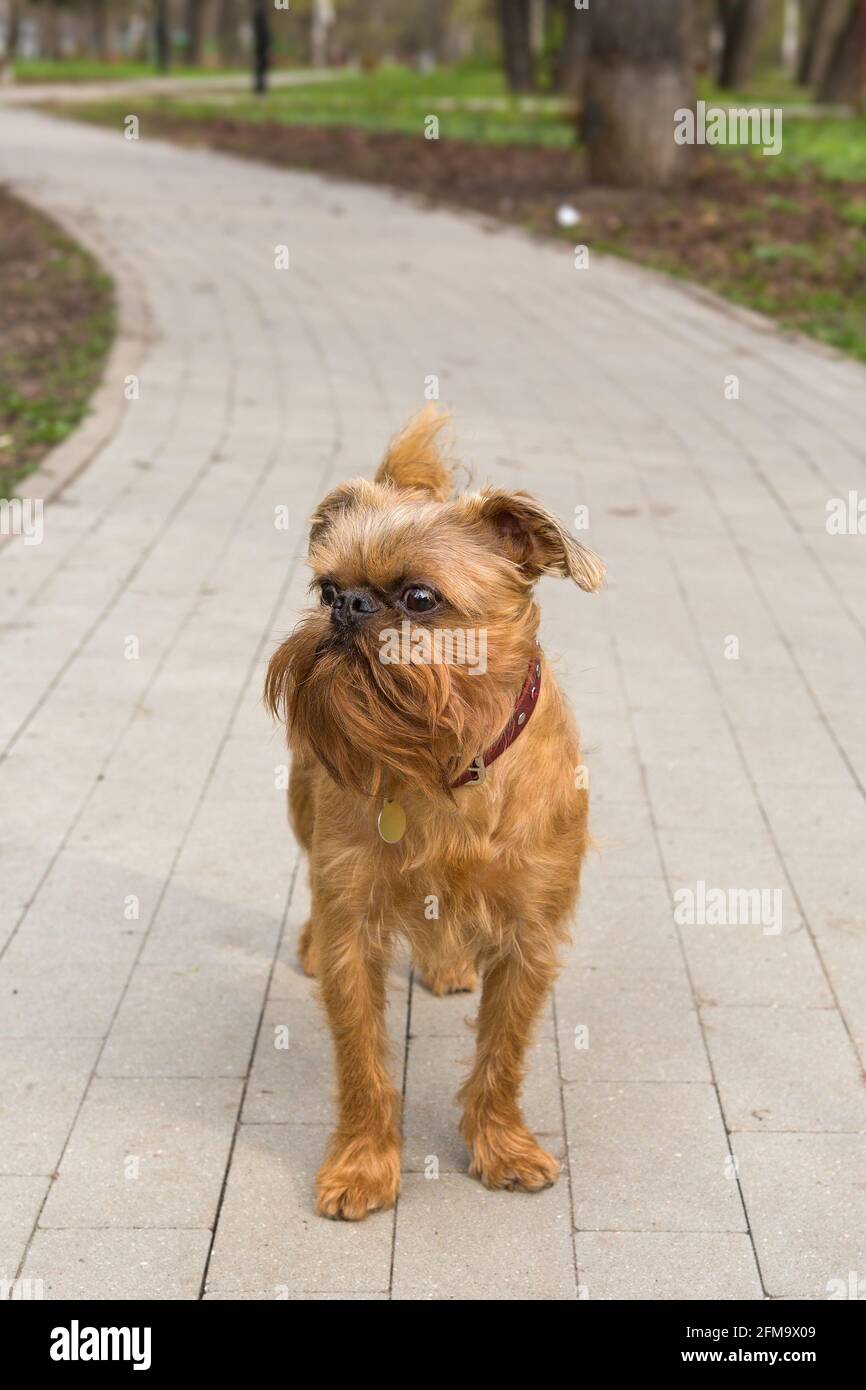 Dog of the Brussels Griffon breed walks in the spring park Stock Photo