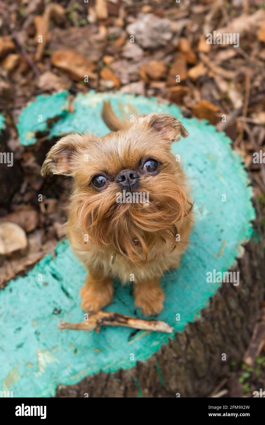 Brussels griffon walks in the park and sits on a tree stump Stock Photo