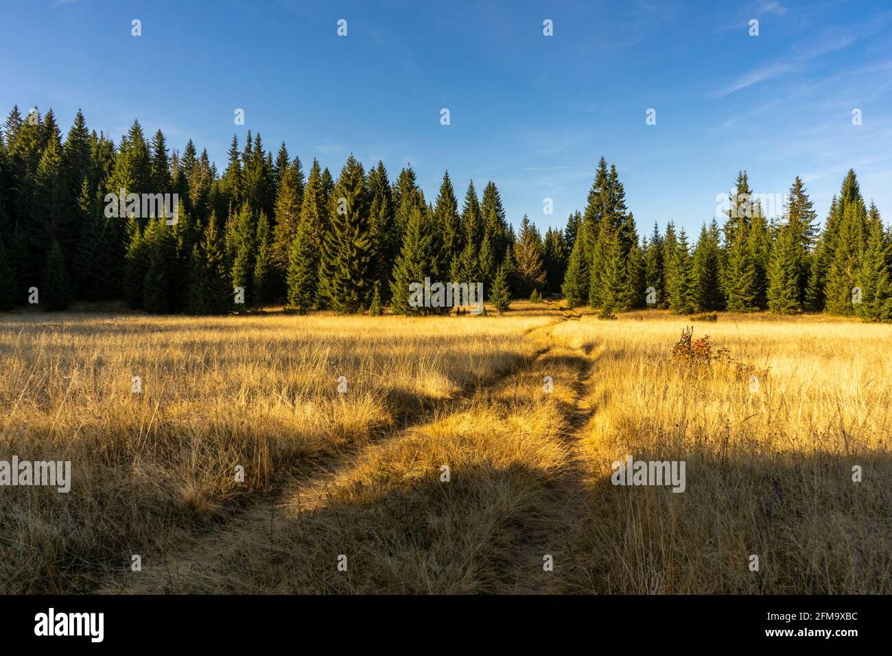 Green forest blue sky hi-res stock photography and images - Alamy