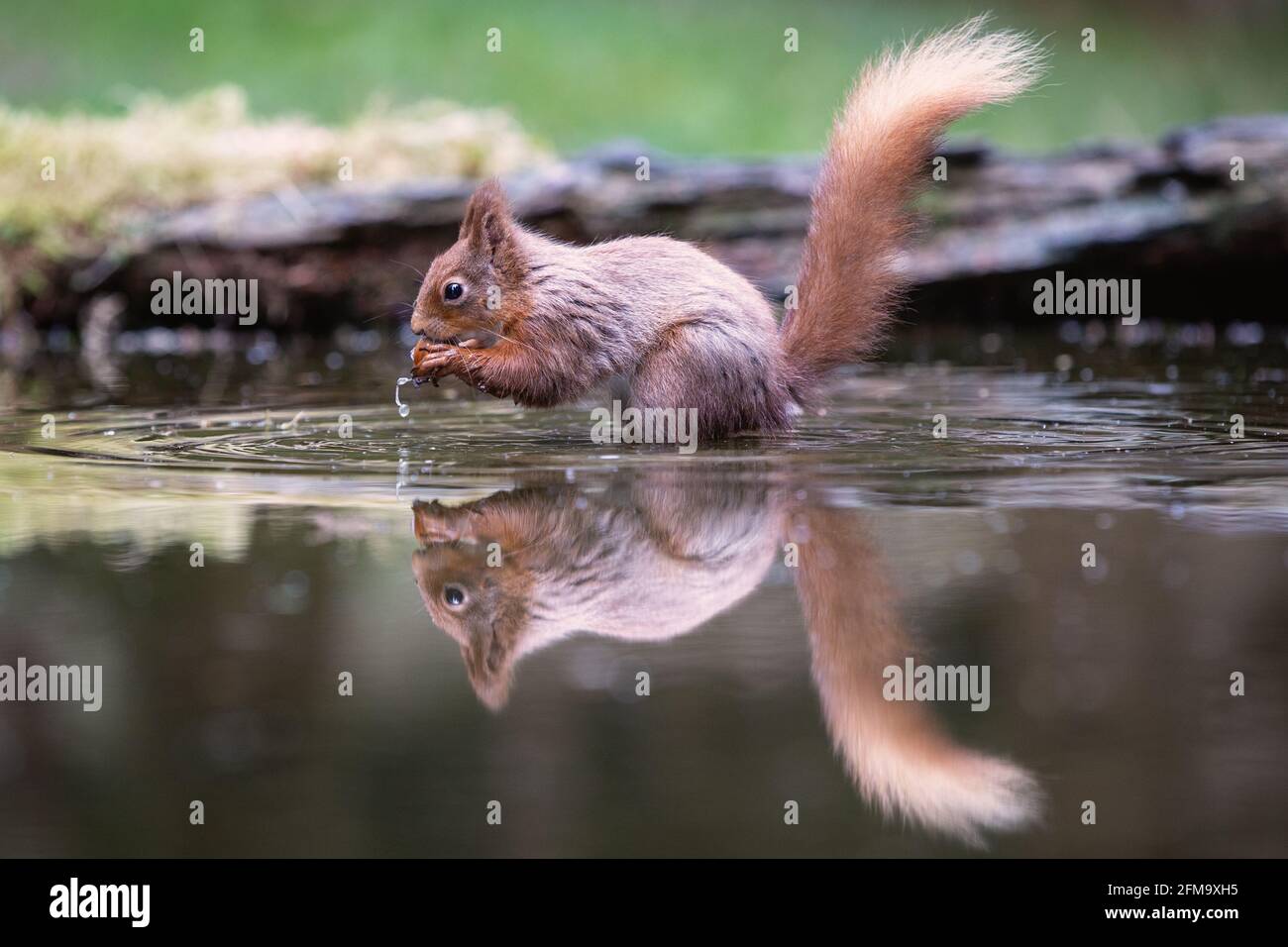 Red squirrel reflection in water hi-res stock photography and images ...