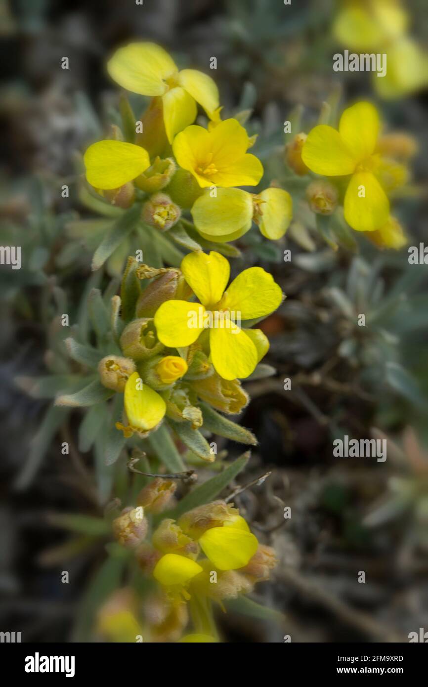 Degenia Velebitica in close-up, natural plant portrait Stock Photo - Alamy