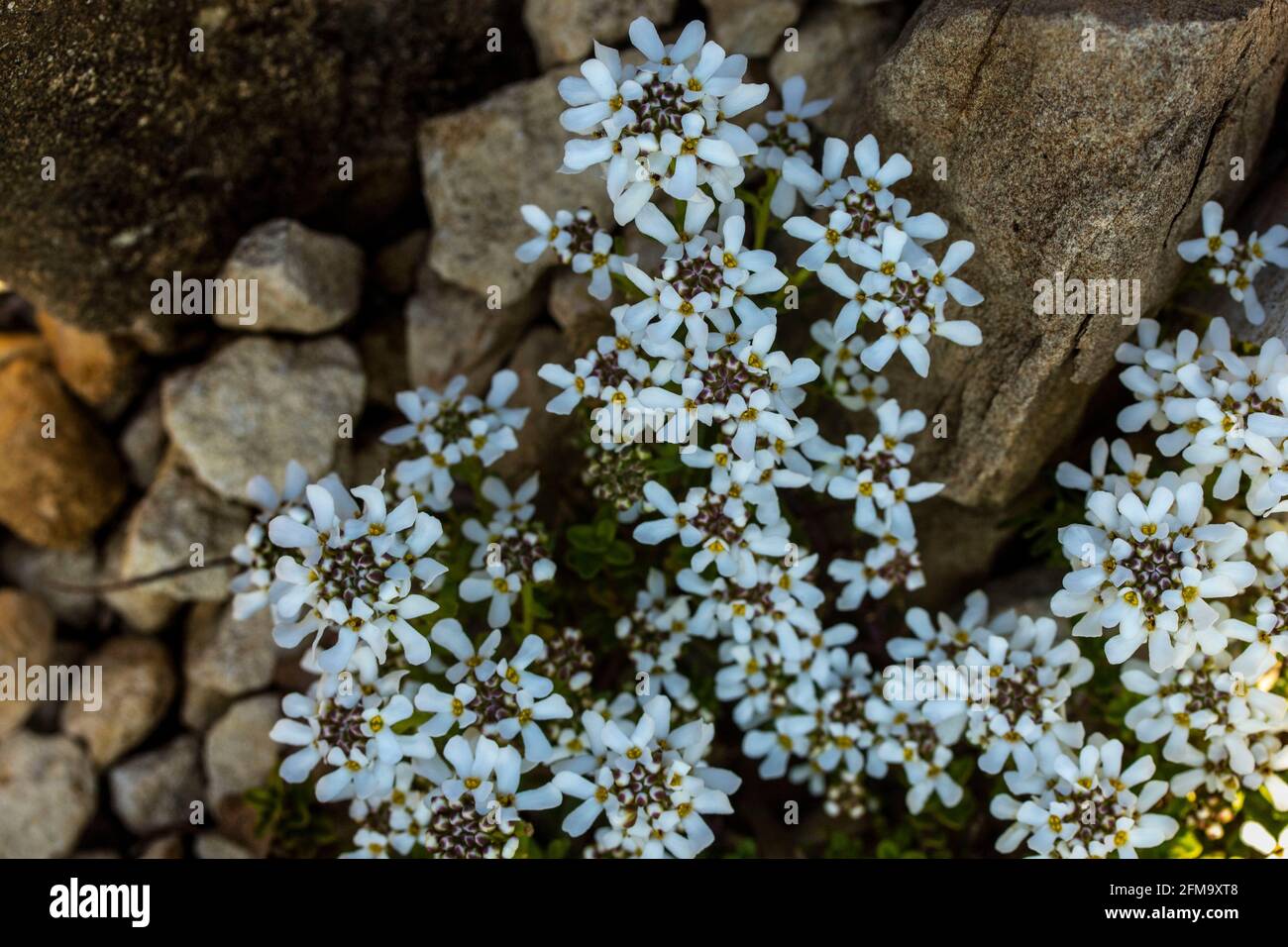Iberis Saxatilis, alpine, candytuft, dwarf candytuft, in a rock garden setting Stock Photo