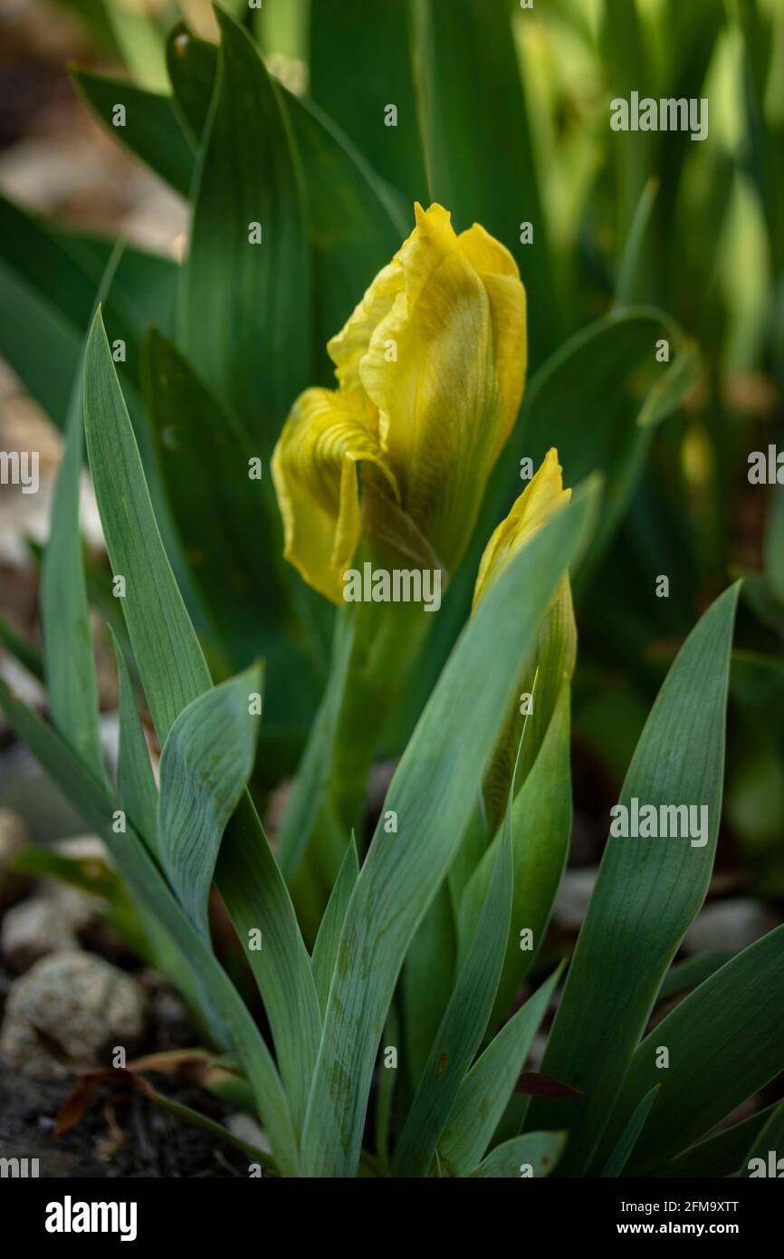 Iris Lutescens –Yellow flowered with foliage flowering in spring Stock Photo