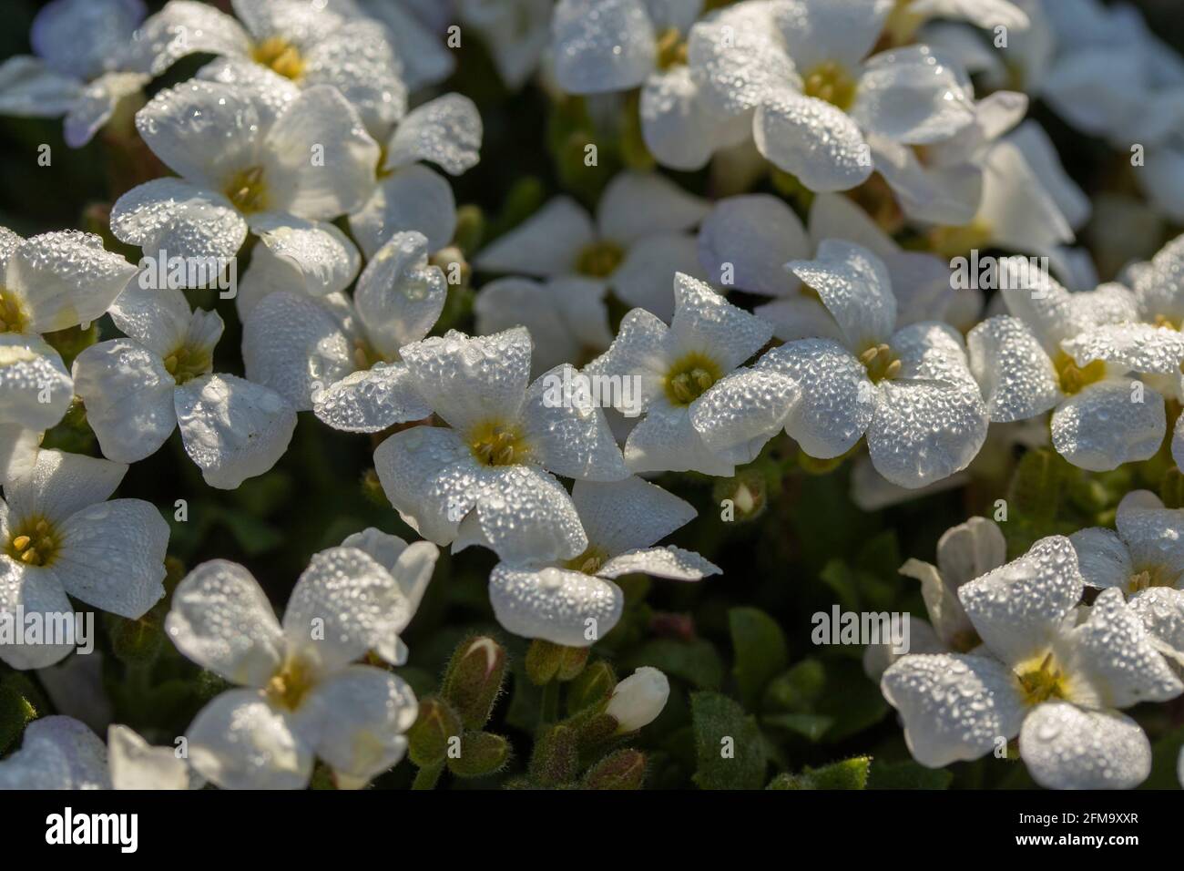 Aubrieta 'Regado White' (Regado Series Stock Photo - Alamy