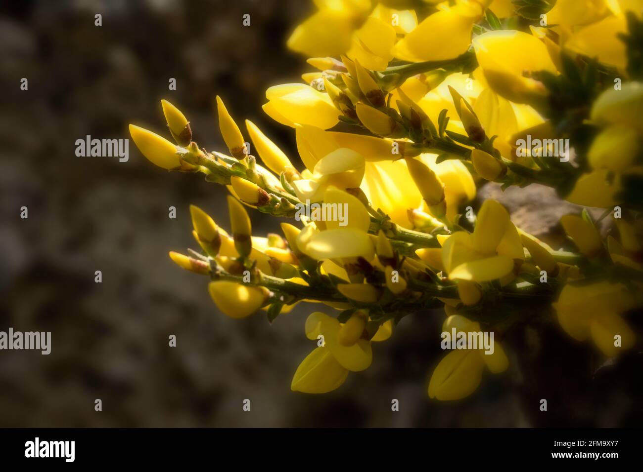 Cytisus x Kewensis –Niki (Kew Broom) highlighting the yellow flowers Stock Photo