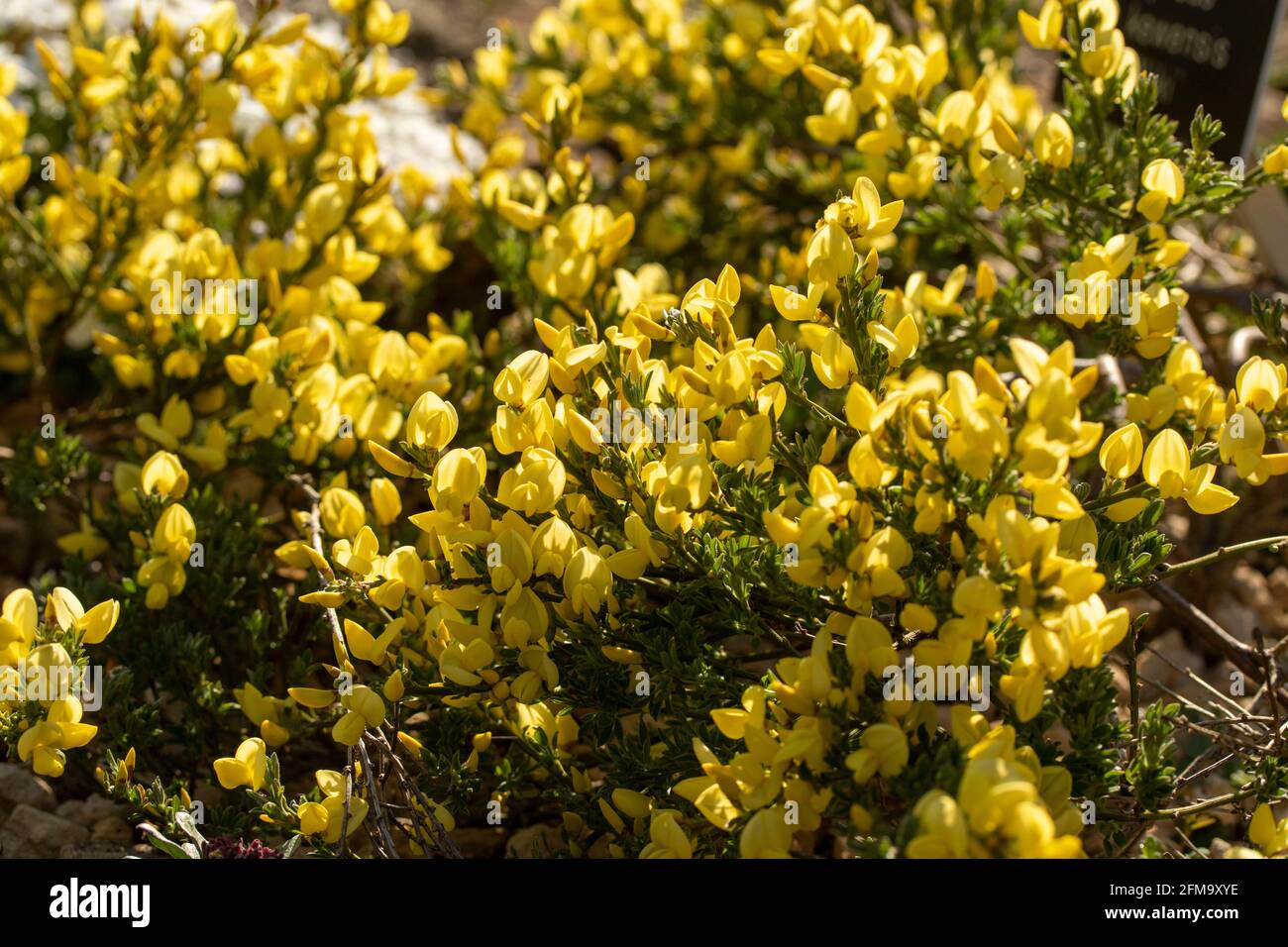 Cytisus x Kewensis –Niki (Kew Broom) highlighting the yellow flowers