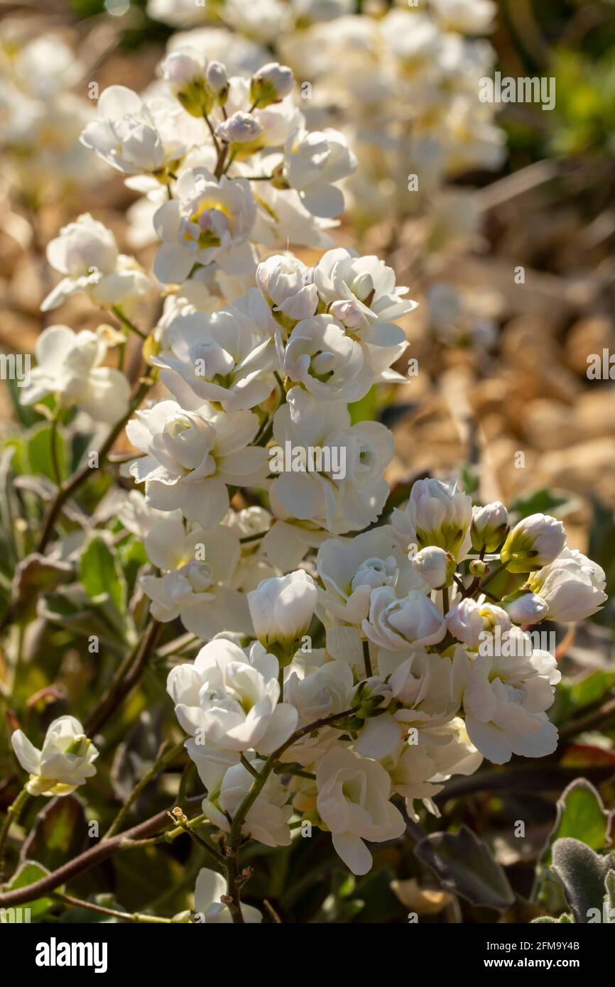 White Arabis Alpina – Caucasica Flore Pleno’ Stock Photo