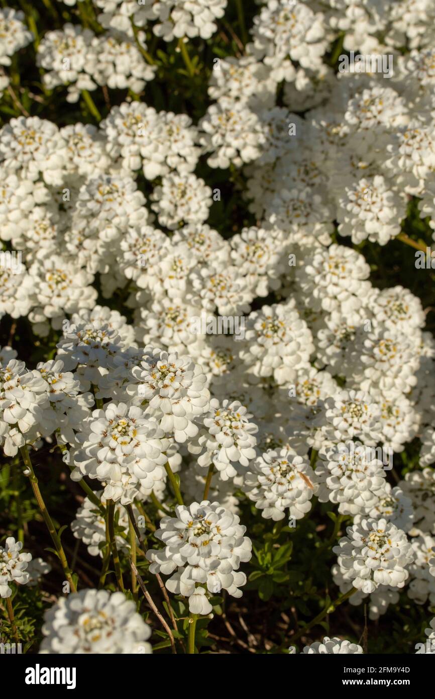 Iberis Saxatilis (dwarf candytuft) showing natural pattern and texture Stock Photo