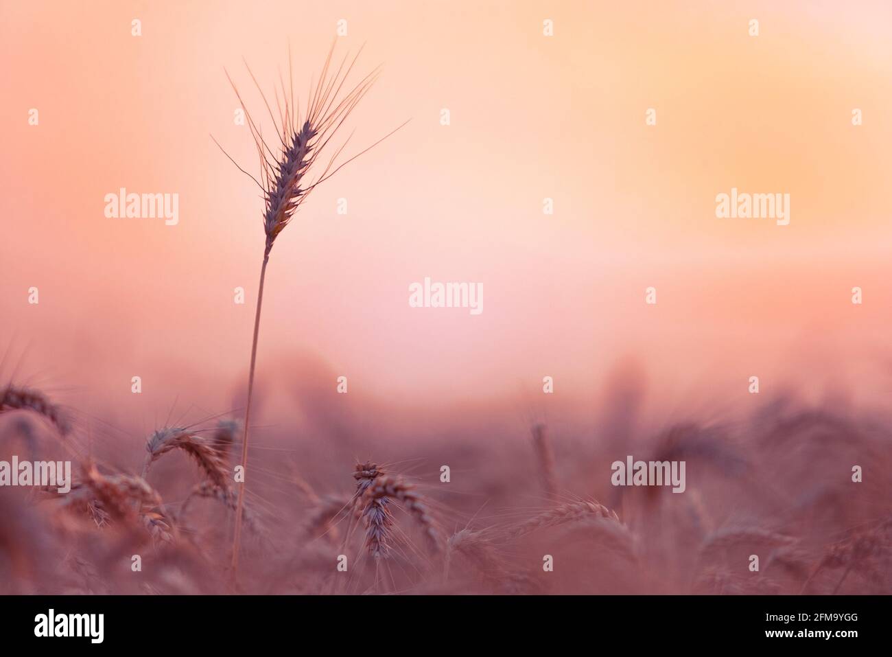 Wheat field. Ears of wheat close up. Beautiful Nature Sunset Landscape. Rural Scenery Stock Photo