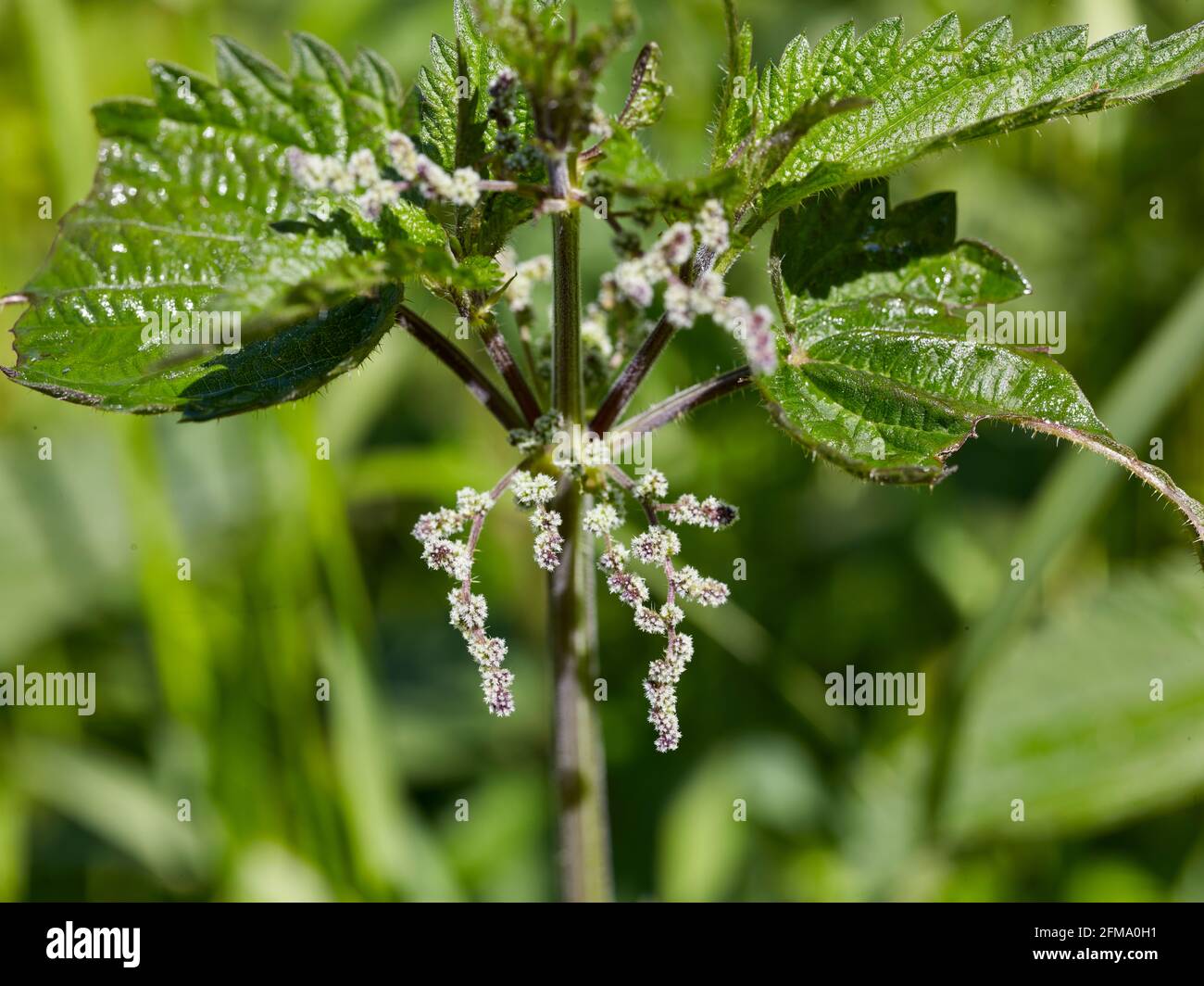 Nettle as a medicinal plant: flowering nettle Stock Photo
