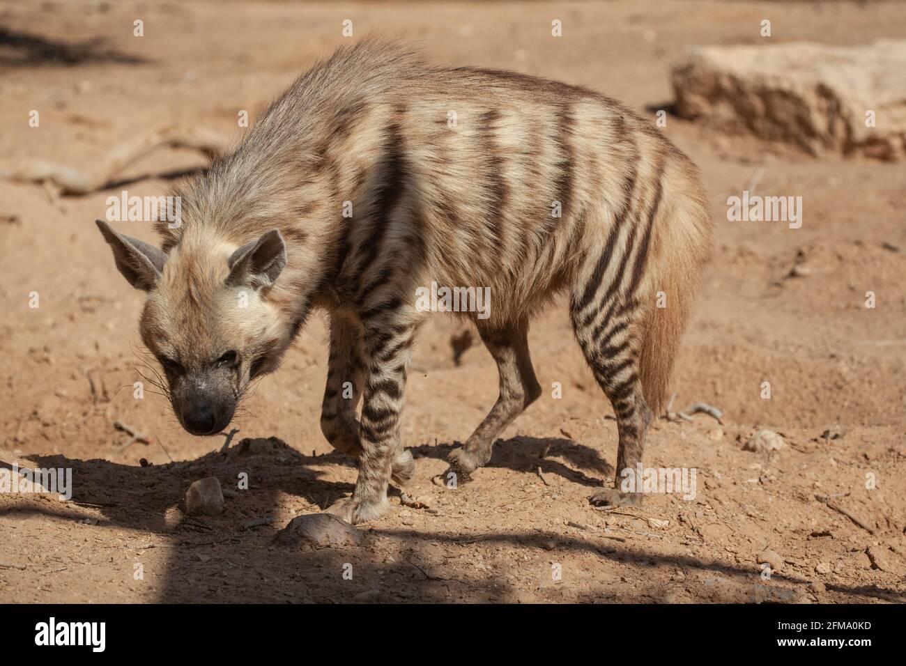 Striped Hyena (Hyaena hyaena Stock Photo - Alamy