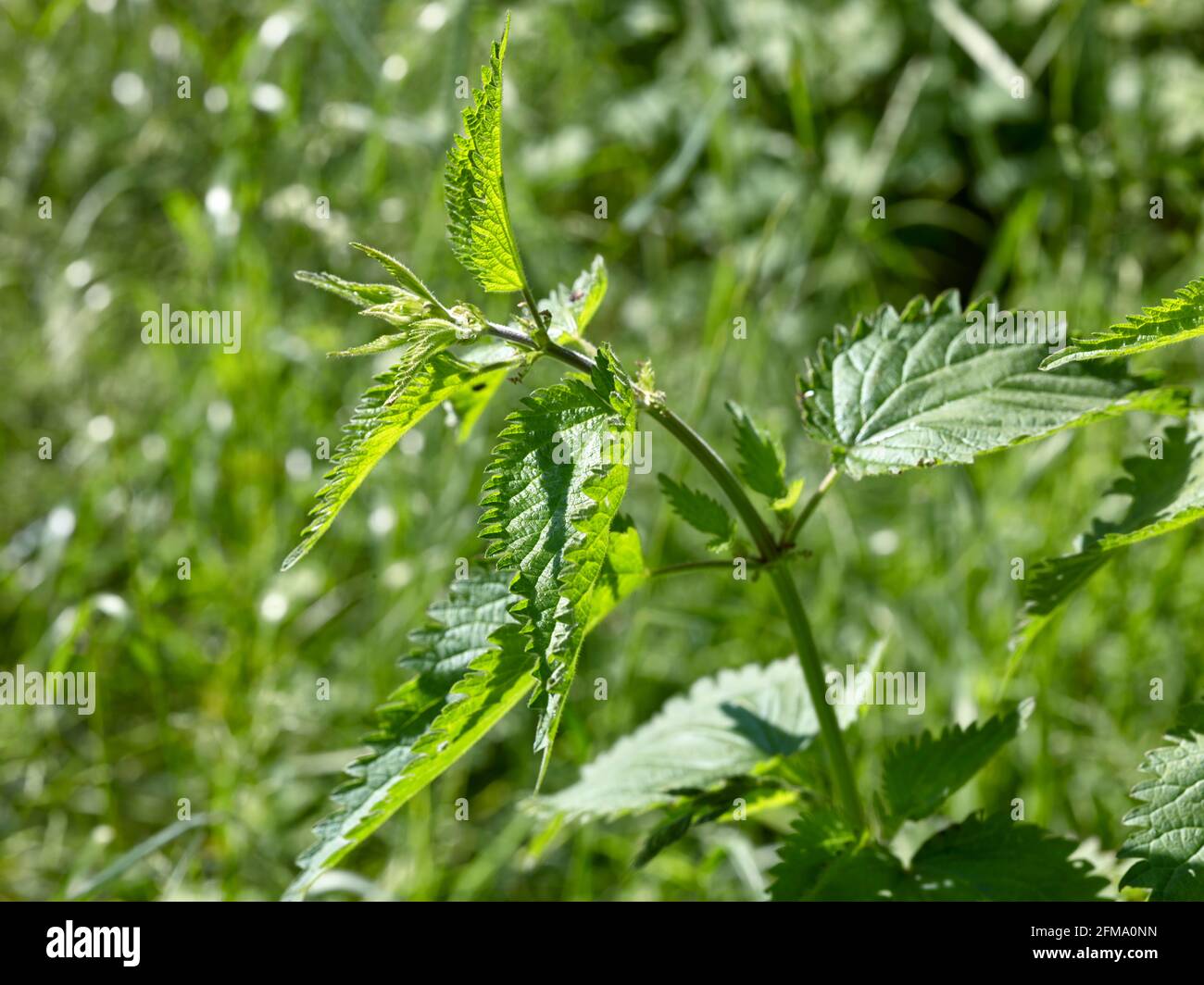 Nettle as a medicinal plant: nettle before flowering Stock Photo
