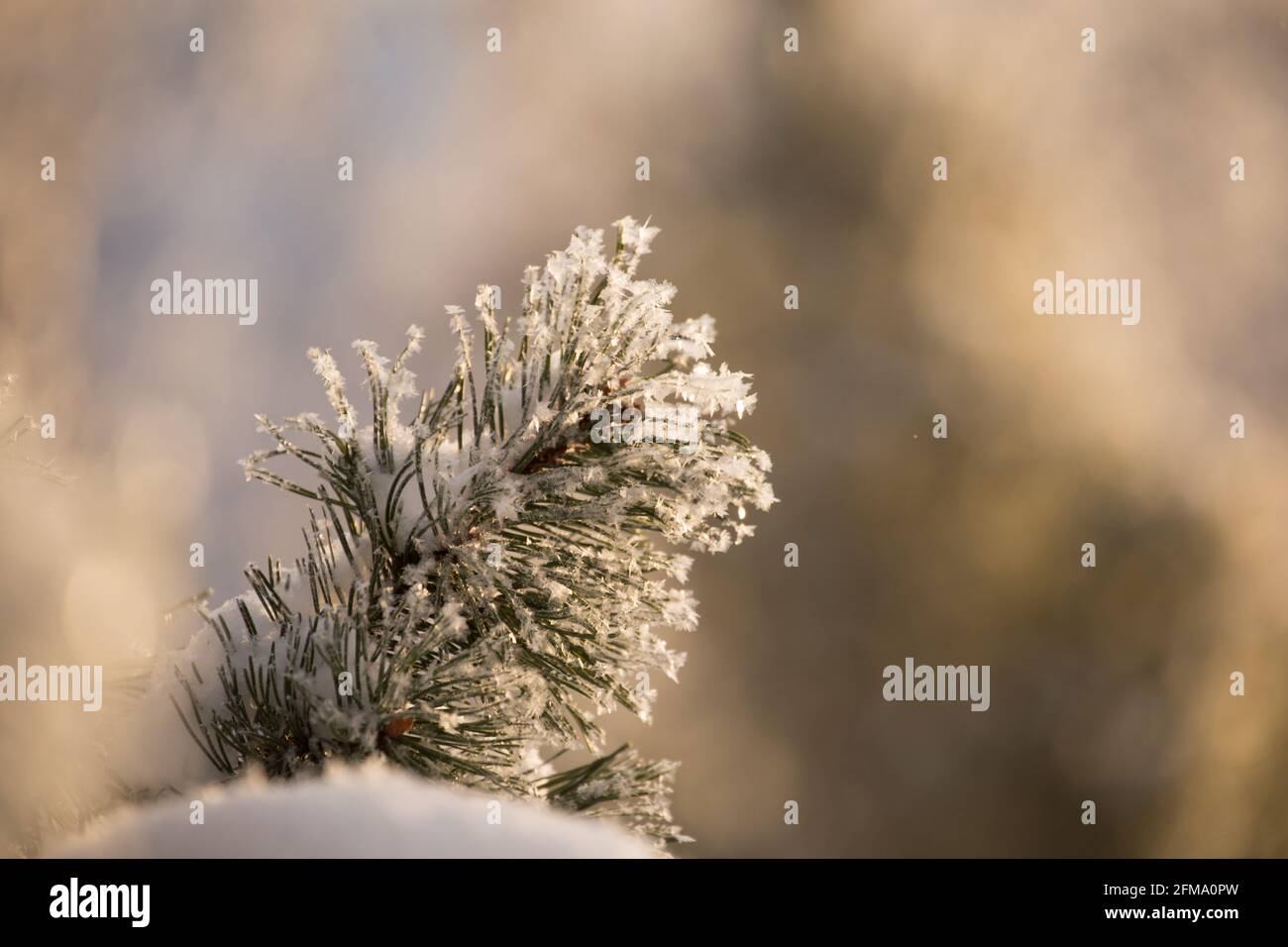 Close up of pine branch hi-res stock photography and images - Alamy