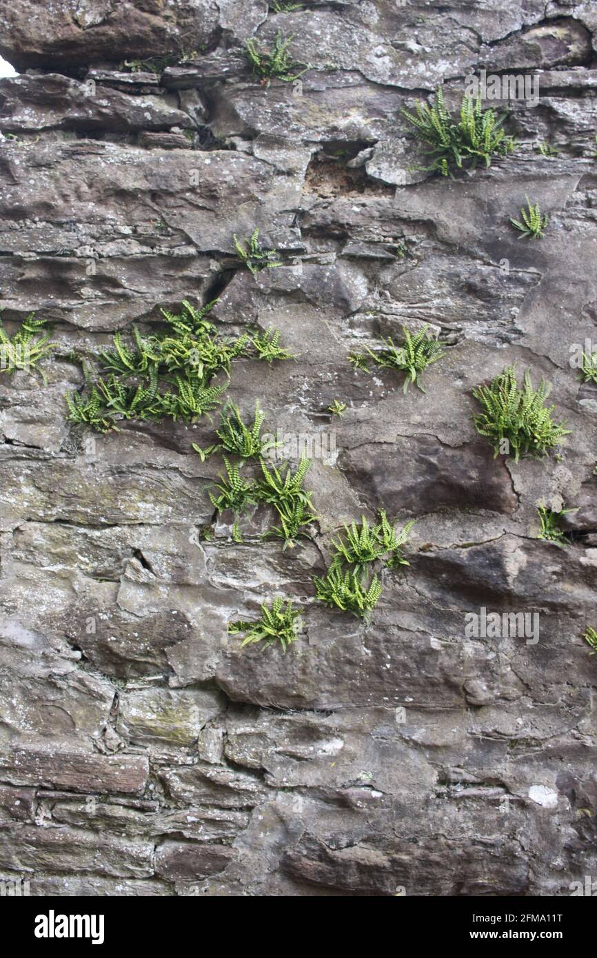 Plants growing in unusual places, green growth in wall crevasses