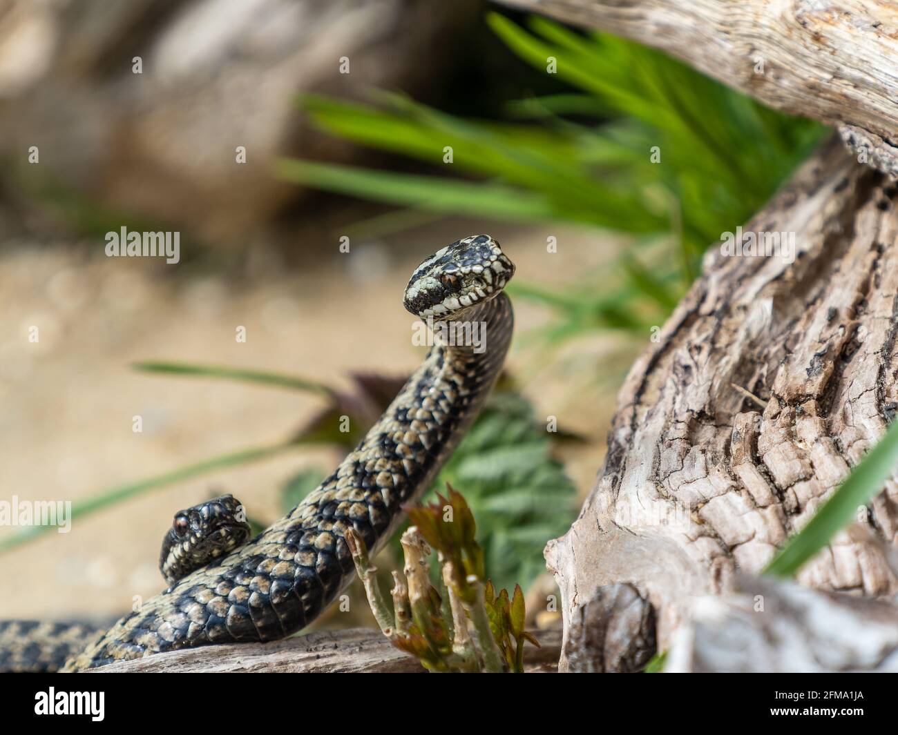 Adder Dance Male Adders Dacing Fighting For Dominace Stock Photo Alamy