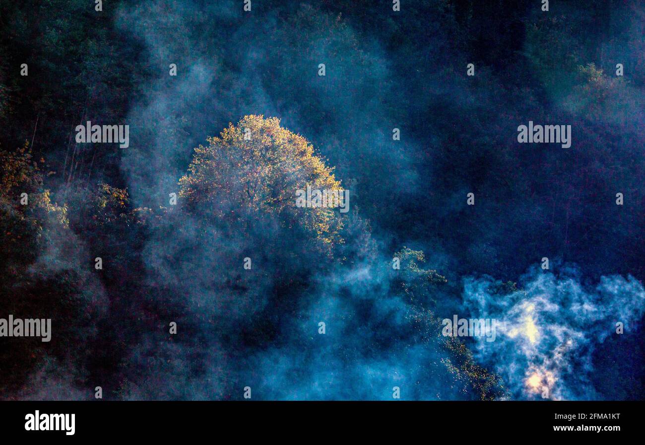 High resolution tree image hi-res stock photography and images - Alamy