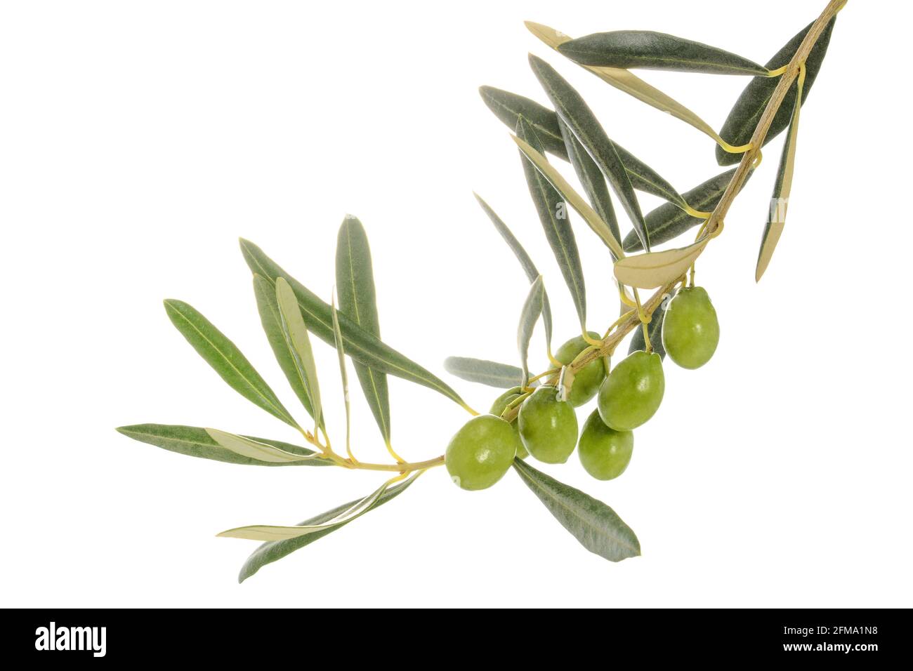 Olive tree branch with leaves and some green olives, isolated on white ...