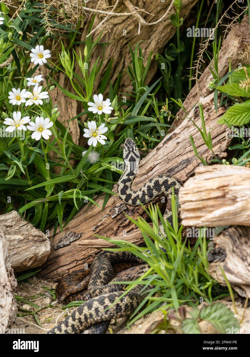Adder Dance Male Adders Dacing Fighting For Dominace Stock Photo Alamy
