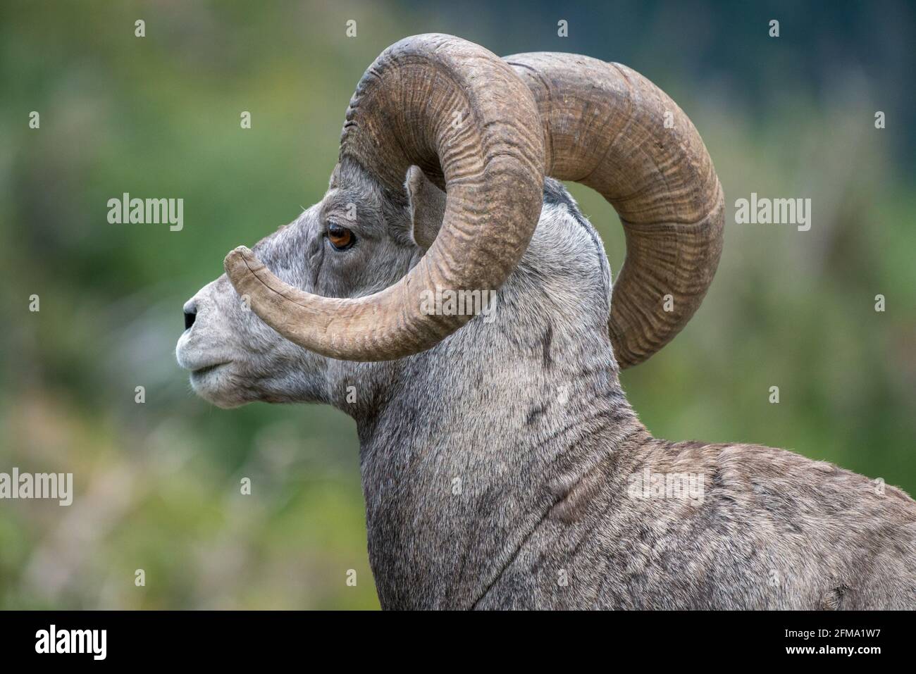 Closeup of head and horns of red-eyed bighorn sheep in Glacier National  Park, Montana, USA. Majestic Ovis canadensis male. Beautiful wild animal in  it Stock Photo - Alamy