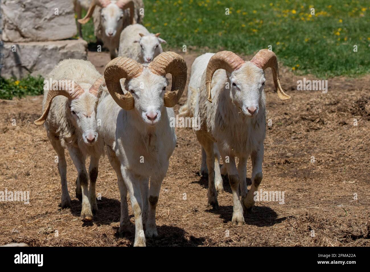 Barbary sheep (Ammotragus lervia) or aoudad is a species native to