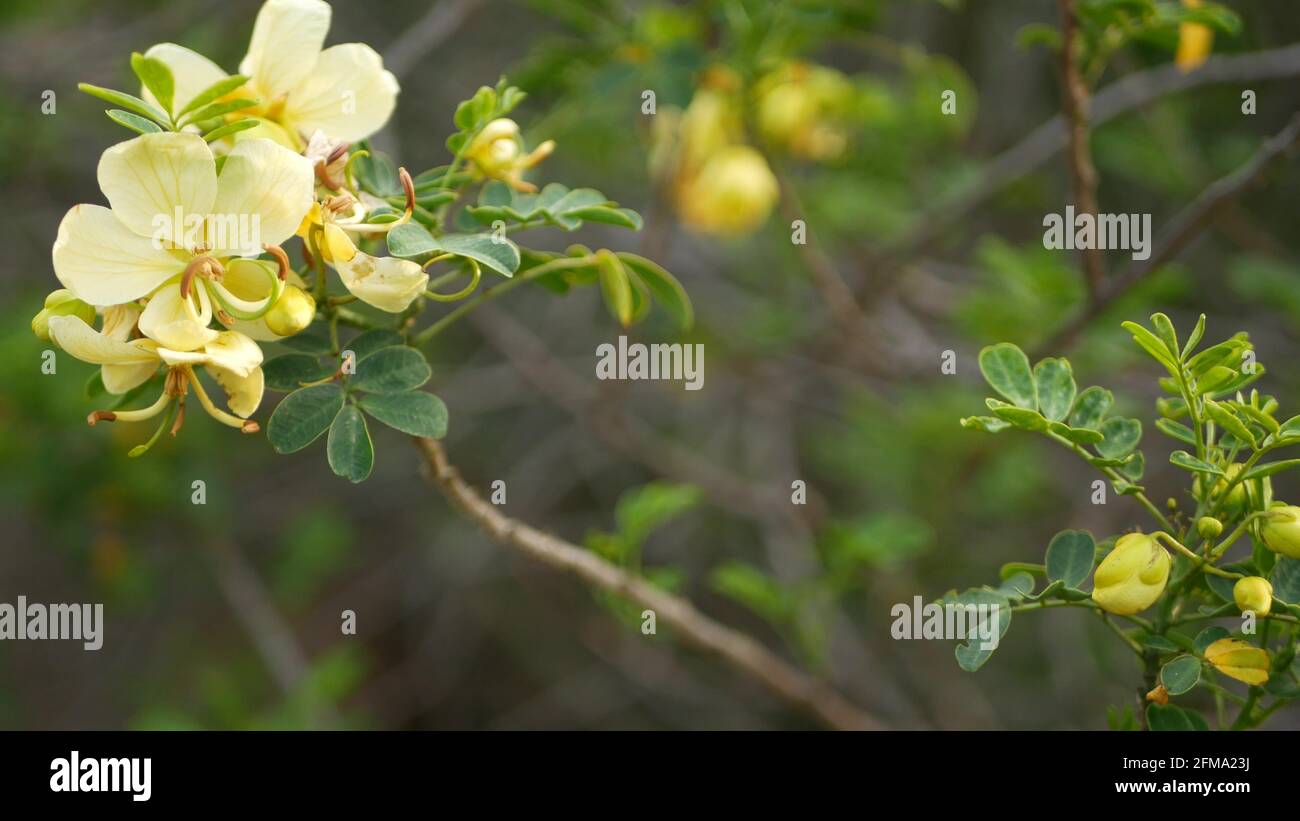 Yellow senna flower in garden, California USA. Cassia candlewood springtime pure bloom, romantic botanical atmosphere, delicate tender blossom. Spring light colors. Soft blur freshness of calm morning Stock Photo